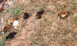 Gazipaşa’da tavuklar telef oldu