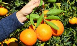 'Finike portakalı' yerinde incelenecek