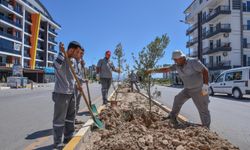 Kepez'de zeytin ağaçları caddeleri süslüyor
