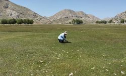 Yayla'da 'sürvey' çalışması yapıldı