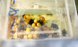 25 ülkeye 'bombus arısı' ihracatı yapıldı