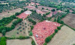 Antalya'da tarlalar halılarla doldu