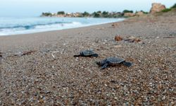 Yavru caretta carettalar denizle buluşuyor