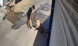 Sokak köpeği çocuğa saldırdı