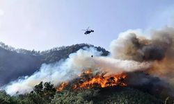 Mangalcılar yine iş başında