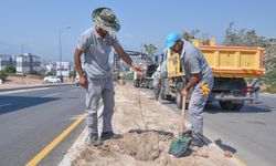 Kepez’de 100 zeytin fidanı dikildi