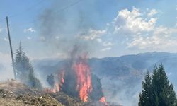 Alanya'da makilik alanda yangın