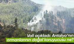 Vali açıkladı: Antalya’nın ormanlarının doğal koruyucusu ne?