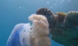 Caretta caretta deniz anasını yedi