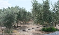 Antalya'da zeytin hasadı başladı