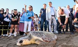 Manavgat'ta deniz kaplumbağaları doğayla buluştu