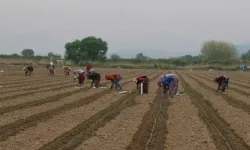 Antalya'da tarım işçisi bulamıyorlar