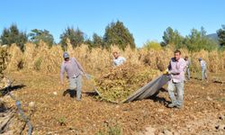 Çandır fasulyesinde hasat zamanı