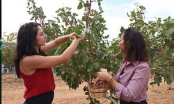 Antalya'da kuraklığa karşı Toros fıstığı