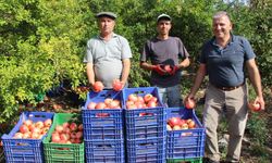 Antalya'da nar rekoltesinde düşüş