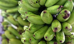 Muz üretiminde yapay zeka desteği