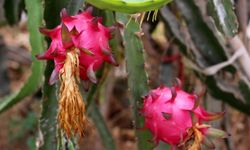 Emekli çift ejder meyvesi üreticisi oldu