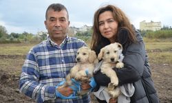 Öldürülen köpeğin bir yavrusu daha sağ bulundu