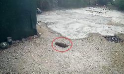 Komşusu köpeğini arabayla ezdi