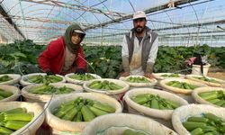 Halep'ten kaçıp Antalya'da çiftçiliğe başladılar