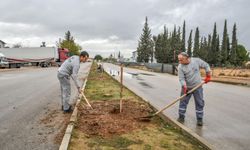 Kepez zeytin ağaçlarıyla yeşilleniyor