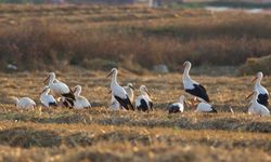 Kuşların göç yolları 'Kuş Hava Yolları' haritasında