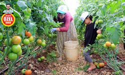 Suriyeli ailelerin aylık kazancı dudak uçuklatıyor