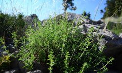 Kırsaldaki üretici zor durumda!