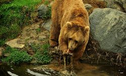 Kış uykusuna yatmayan ayılar görüntülendi