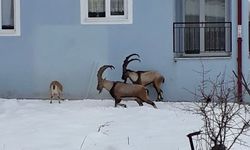 Antalya'da yaban keçileri mahalleye indi