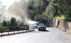 Alanya Belediyesi çam kese böceğine önlem aldı