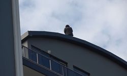 231'inci intihar girişimi