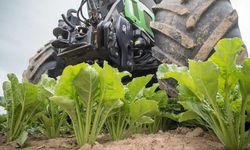 Antalya’da pancar ekimi azaldı