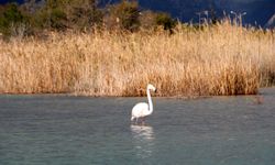 Kemer'de flamingo sürprizi