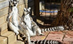 Lemurlar güneşi selamladı