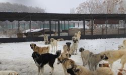 Köpek katliamı iddiası