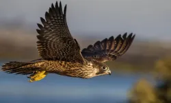 Dünyanın en hızlı kuşu!