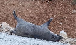 Yaban hayvanları için koridor talebi