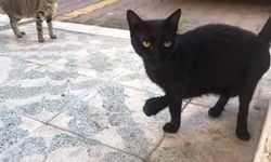 Mahallede siyah kediler kayboluyor