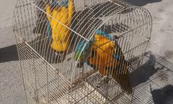 Macaw papağanlarına polis el koydu