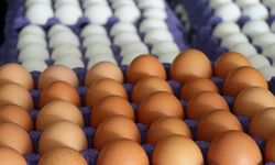 TÜİK açıkladı! Yumurta üretimi düştü