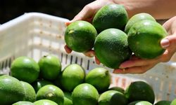 Limonda stokçuların oyunu ortaya çıktı