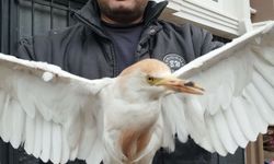 Yaralı sığır balıkçıl kuşu bulundu