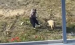 Koyuna eziyet eden şahıs gözaltına alındı