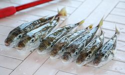 189 bin 520 balon balığı yakalandı