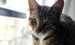 Hayati önem taşıyor!