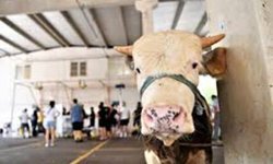 Kurban pazarında hareketlilik başladı