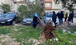 Şiddetli rüzgar ağaç devirdi