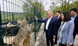 Sokak hayvanlarına doğal yaşam alanları