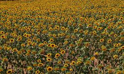 Tarlalarda görsel şölen